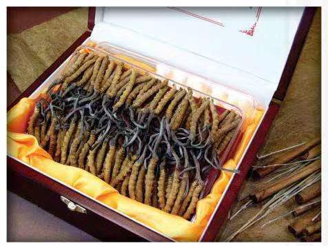 班戈冬虫夏草回收